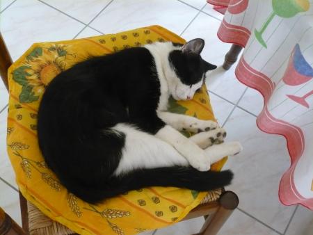 voici mon chat