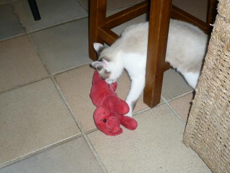 le chat de ma couz